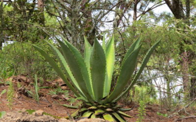 Raicilla aviva debate sobre monocultivo vs. biodiversidad