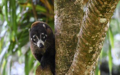 Fauna silvestre de la costa padece la imprudencia humana. Estos son los ataques y accidentes más comunes