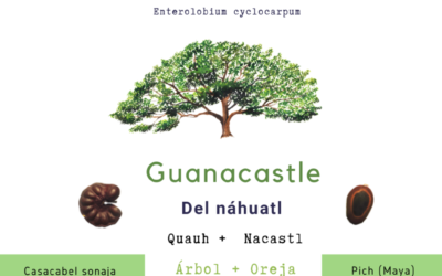 Infografía: la parota y sus servicios ambientales