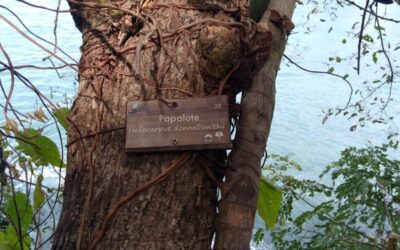 Vallarta perdió 50 hectáreas de cubierta árborea en los últimos 10 años