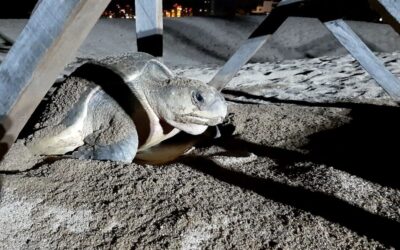“Las tortugas no saben si hay pandemia, si hay dinero o no, ellas tienen que salir a desovar”