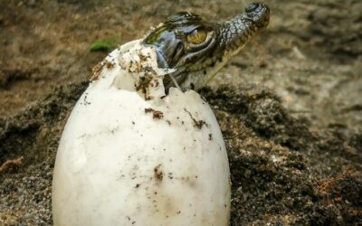 Urbanización complica a cocodrilos temporada de anidación