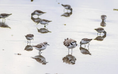 Tras un año de cerco ambiental, registran nacimiento de aves en Laguna de Atotonilco