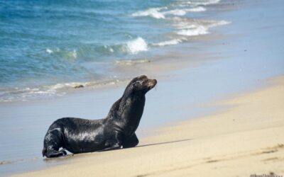 Lobos marinos ¿Por qué es más común verlos en la Bahía?