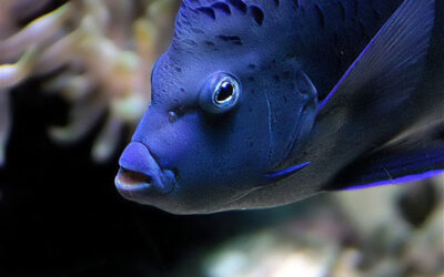 Registran primera especie marina exótica en la Bahía de Banderas