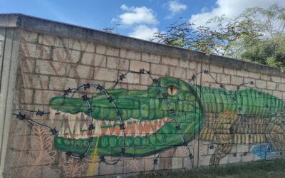 Cocodrilos perdieron 90% de su hábitat en Bahía de Banderas