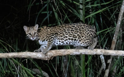 SCT ignora pasos de fauna en la nueva autopista a Vallarta