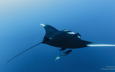 Buscan proteger mantarrayas gigantes con plan de ordenamiento marítimo