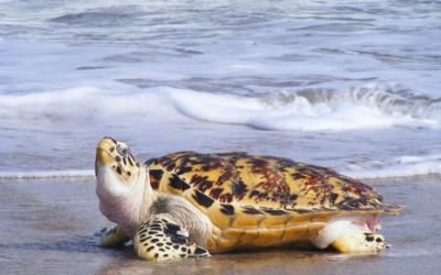 Tortuga Carey, las más propensa a ser víctima de pesca incidental