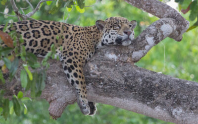 El Jaguar, felino resiliente que se aferra a las selvas del Occidente de México