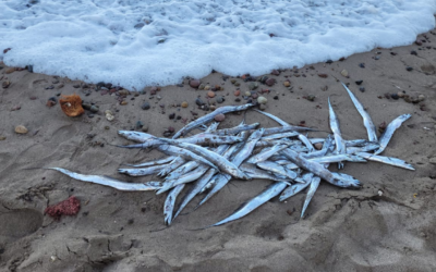 Marea roja habría causado muerte masiva de peces en Vallarta