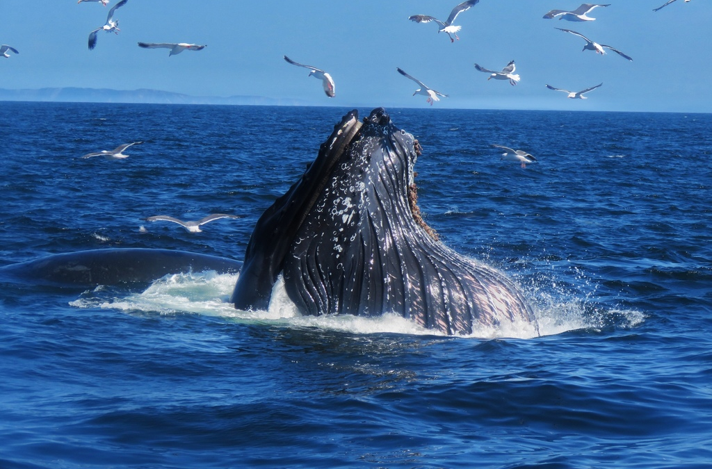 Terminó la temporada para avistar ballenas jorobadas; piden a tour operadores no acosarlas