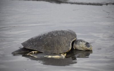 Rescatan a tortuga Golfina a punto de ser sacrificada en Manzanillo