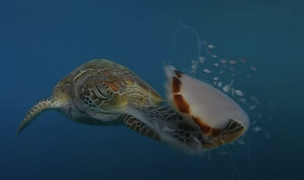 Tortugas marinas alertan por riesgo de intoxicación durante episodios