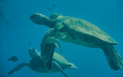 Tortugas marinas: alertan por riesgo de intoxicación durante episodios de marea roja