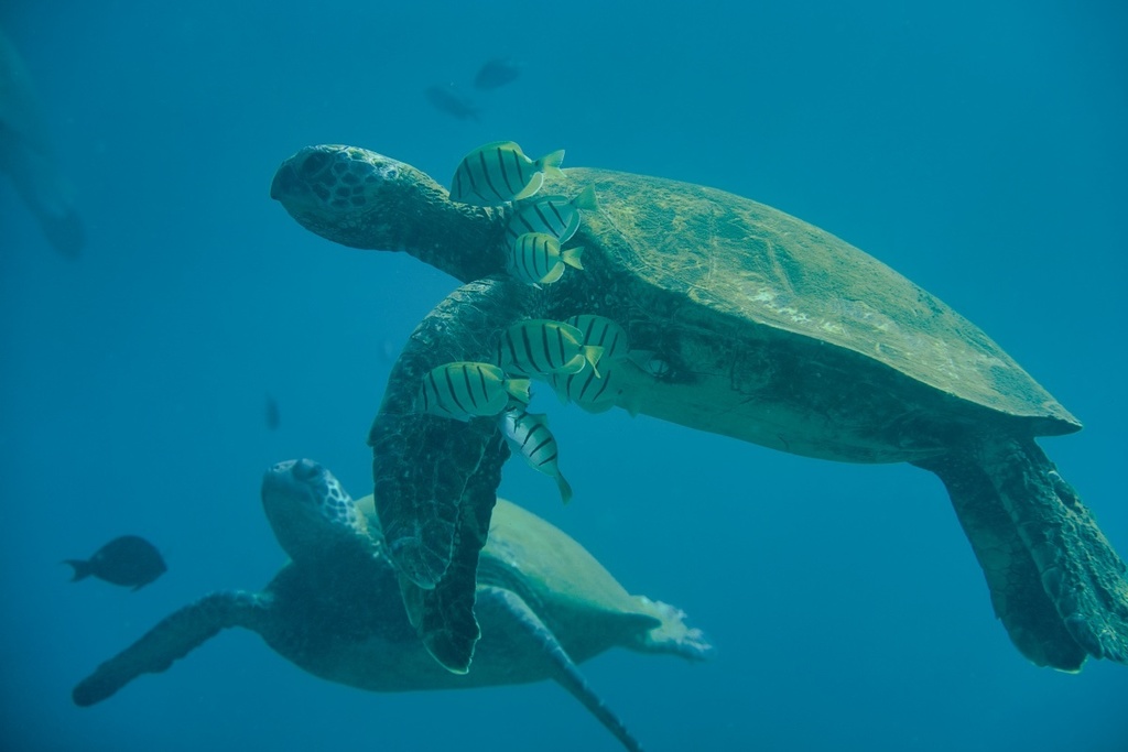 Tortugas marinas alertan por riesgo de intoxicación durante episodios