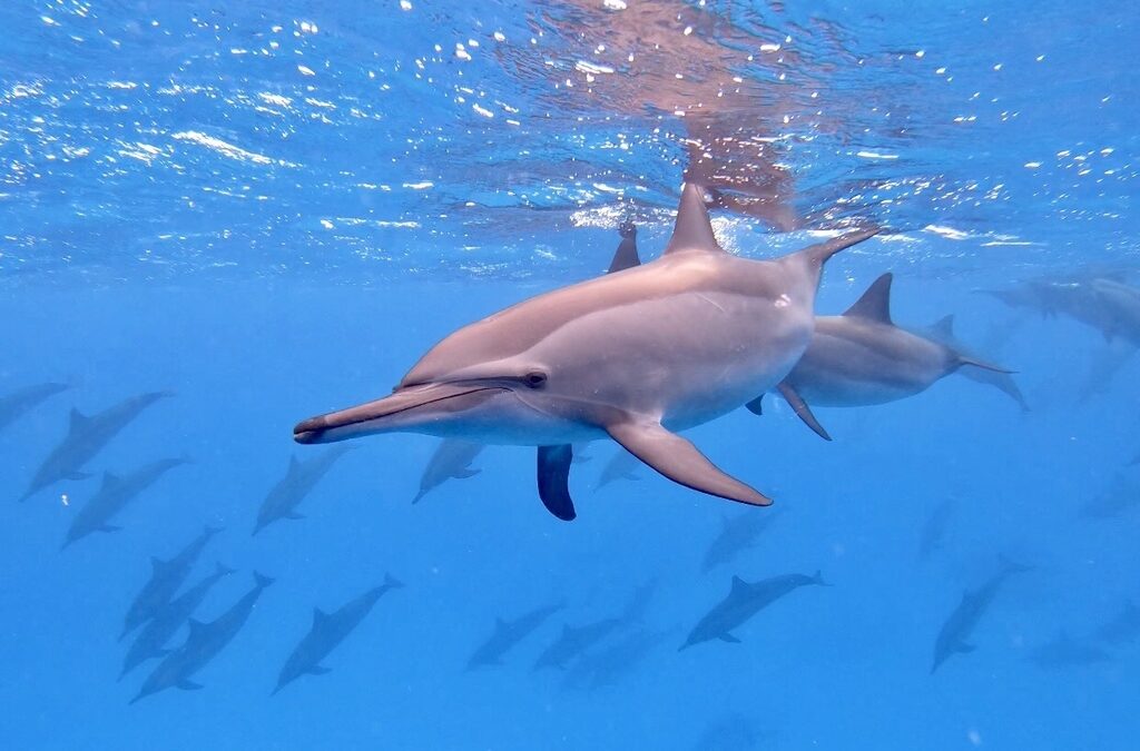 Confirma Profepa muerte de ‘delfín moteado’ en Nayarit