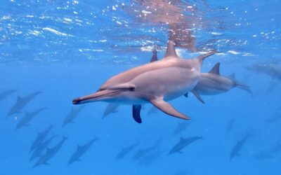 Confirma Profepa muerte de ‘delfín moteado’ en Nayarit