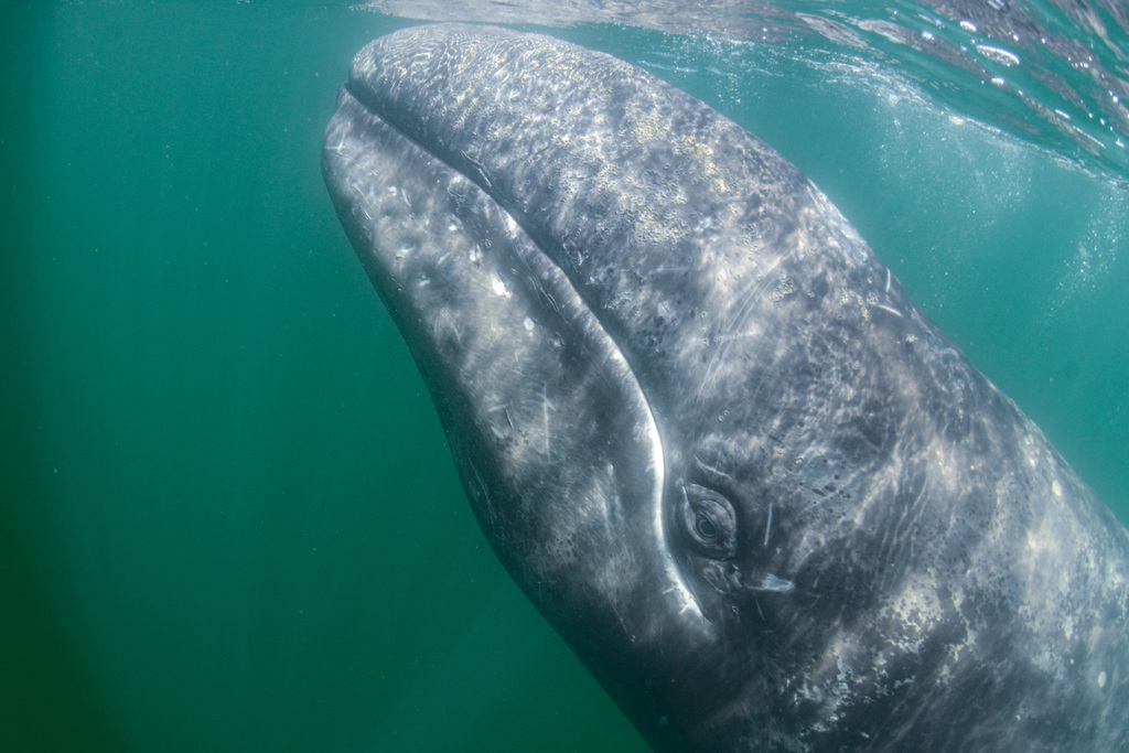 Las ballenas visitan la bahía de banderas en invierno para aparearse y dar a luz
