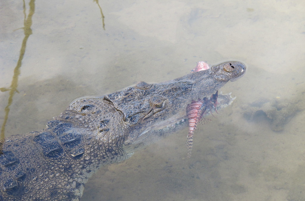 ¿Qué comen los cocodrilos de la Bahía de Banderas?