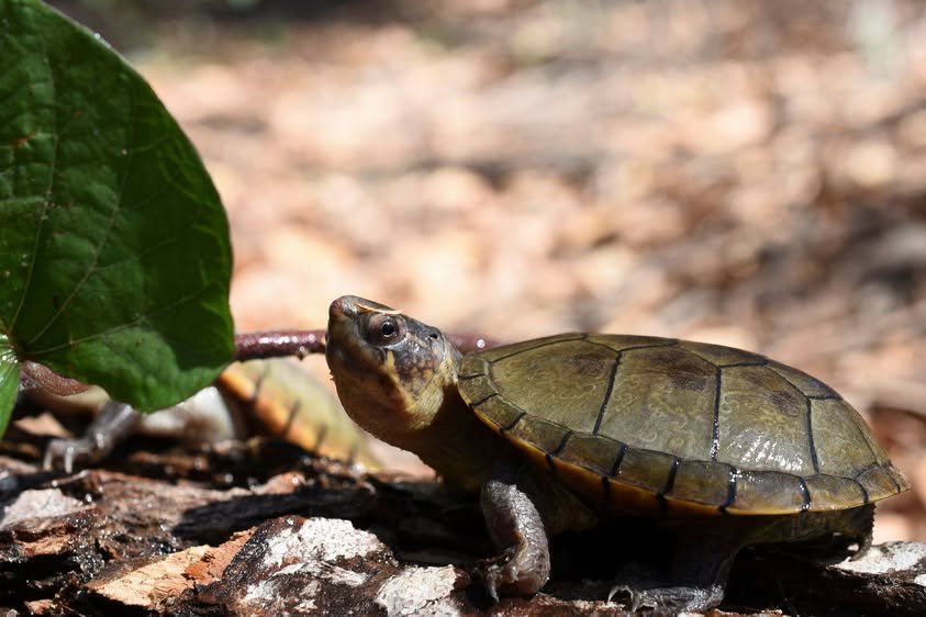 Robo de Tortuga Casquito de Vallarta agrava riesgo de extinción