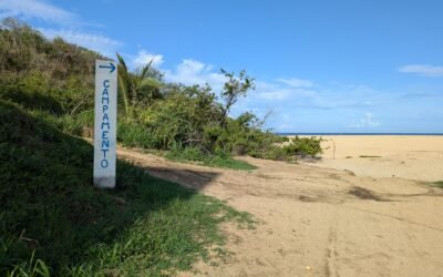 Registran varamiento masivo de tortugas en Playa Mayto
