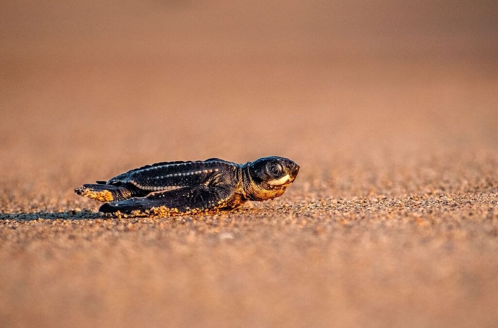 Tortuga laúd muestra signos de recuperación en Bahía de Banderas