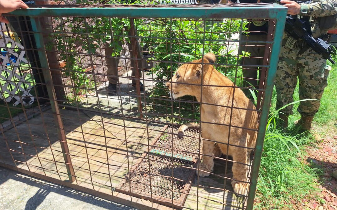 Asegura Profepa cachorro de león en Puerto Vallarta